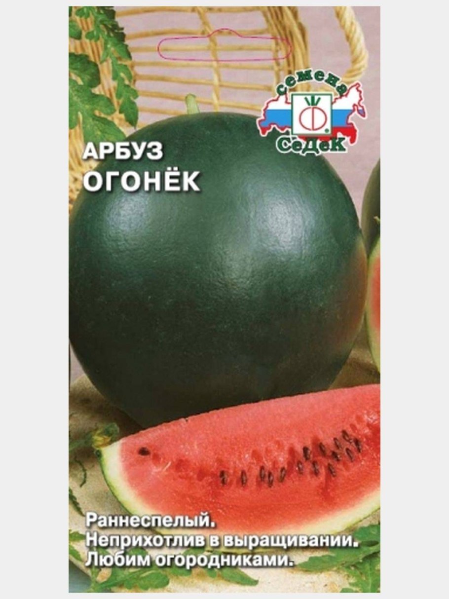 Сорт арбуза Шуга бейби