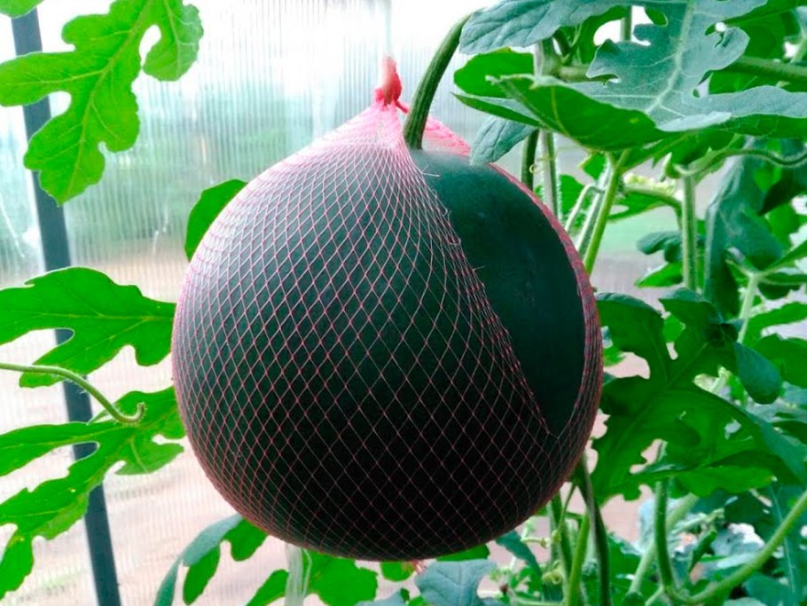 Арбуз сорт огонек