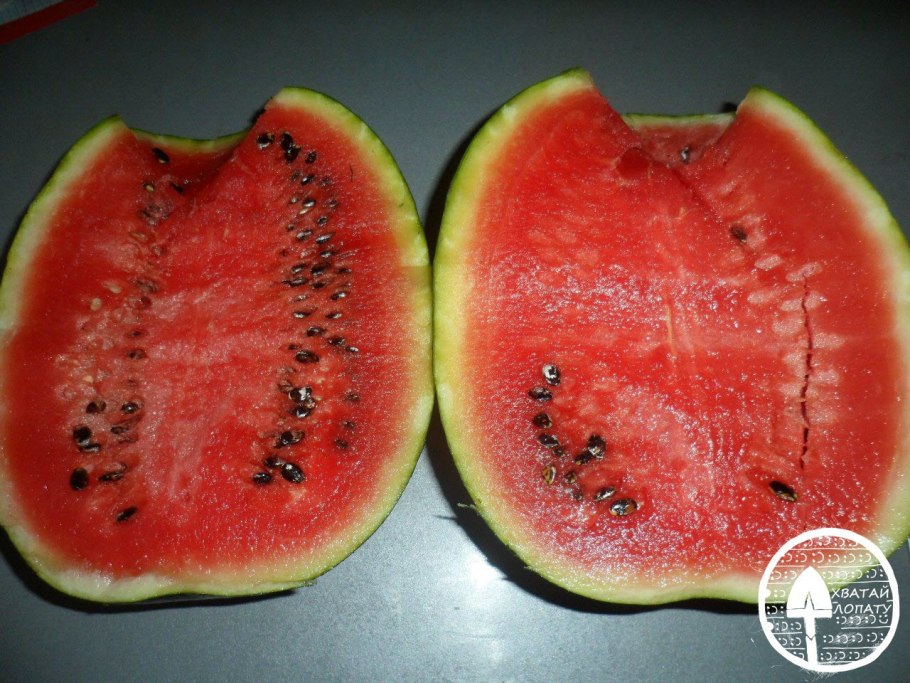 Рассада арбуза огонек