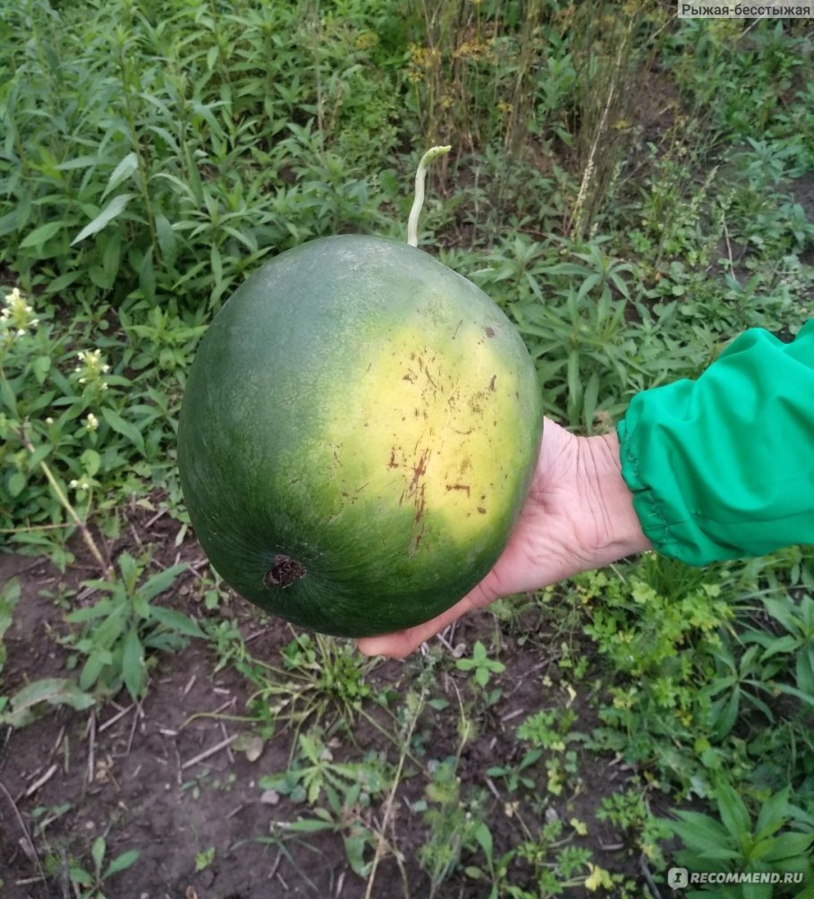 Арбуз сорт огонек