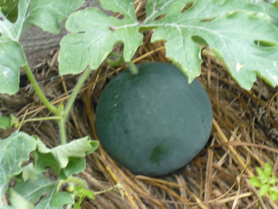 Семена Арбуз огонек