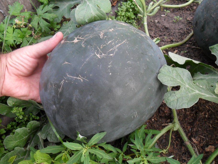 Сорт огонек Арбуз огонек