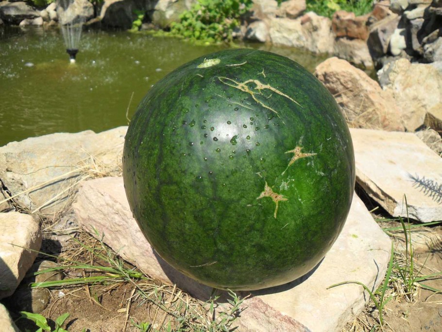 Арбуз Garden Star огонек