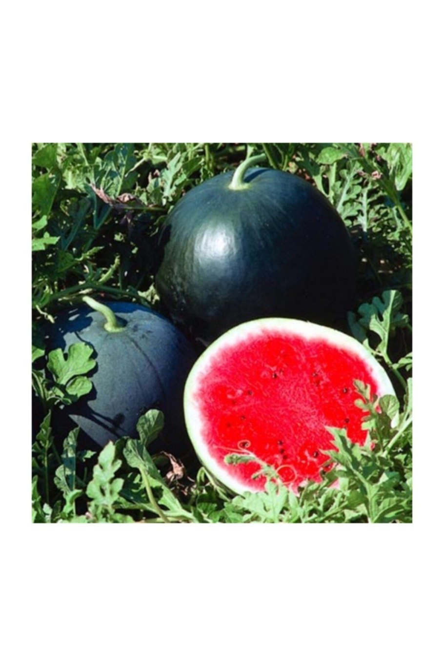 Гавриш Арбуз огонек 1 г р