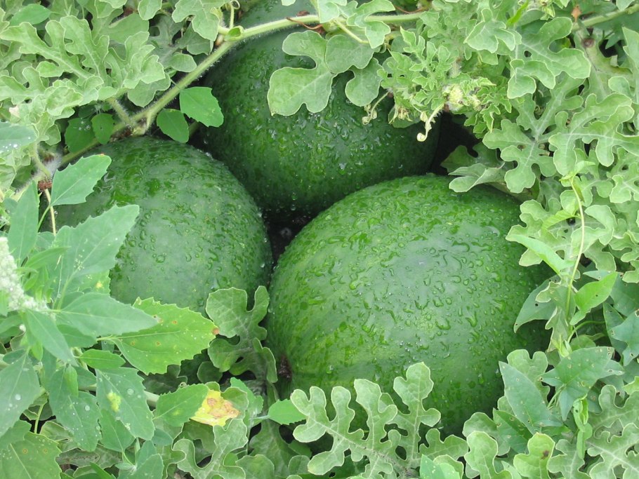 Сорт арбуза огонек