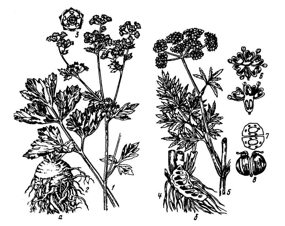 Foeniculum vulgare Ботаническая иллюстрациях