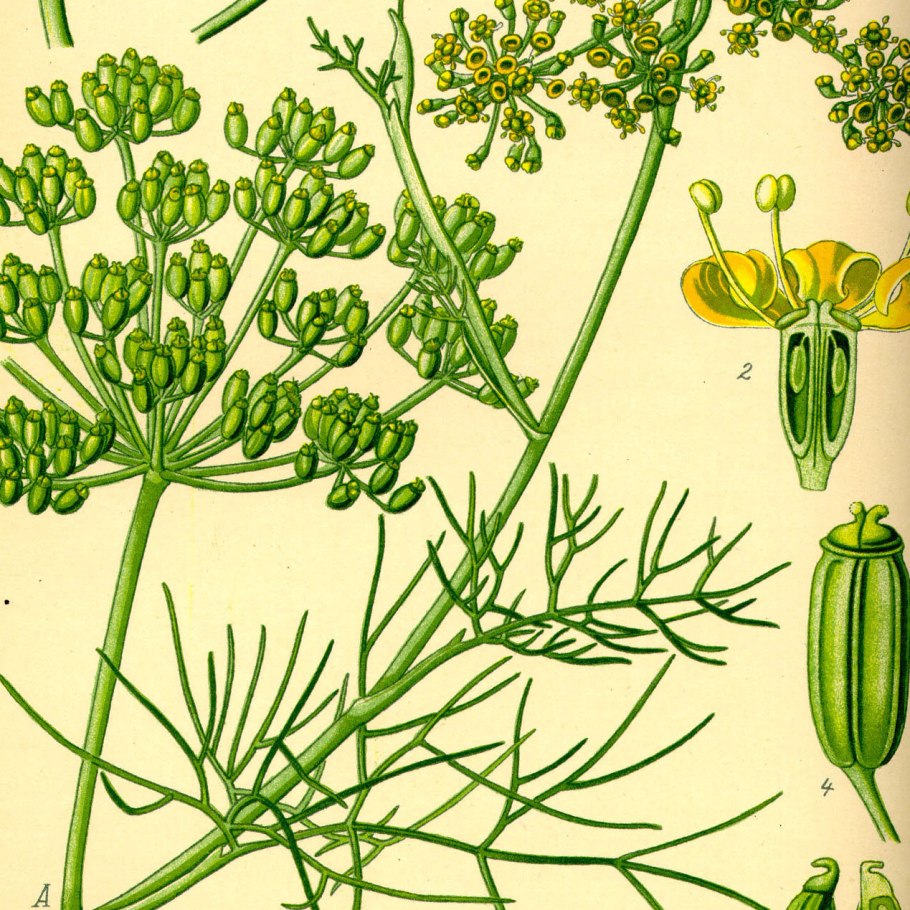 Укроп огородный Anethum graveolens гербарий