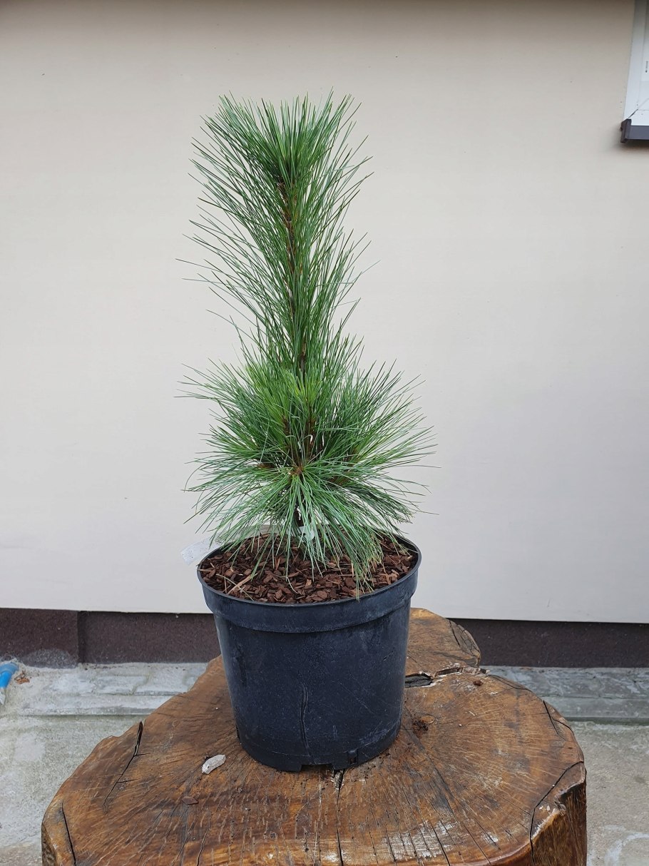 Сосна schwerinii Wiethorst