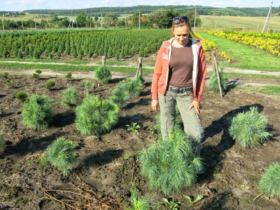 Сосна Wiethorst