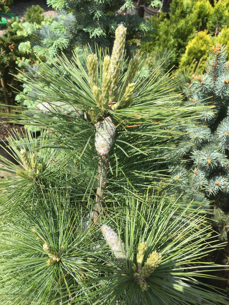 Сосна Шверина Wiethorst