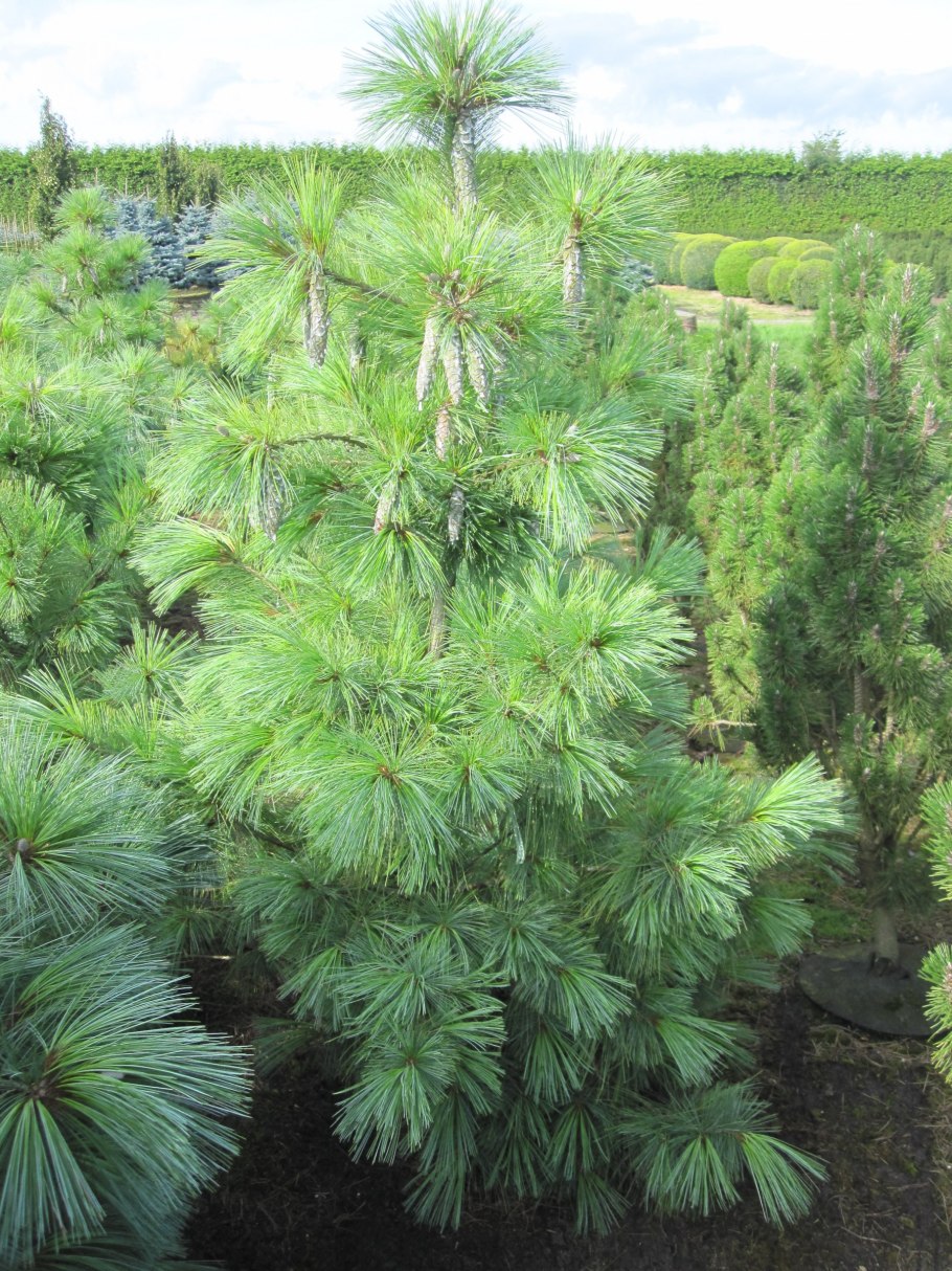 Сосна Шверина Wiethorst