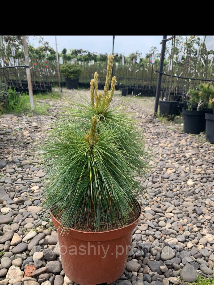 Pinus Sylvestris Wintergold
