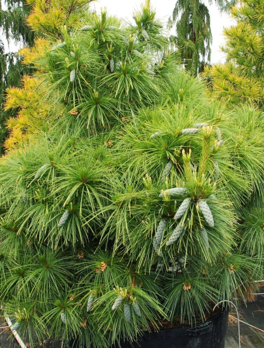 Сосна Шверина (сорт 'Wiethorst')