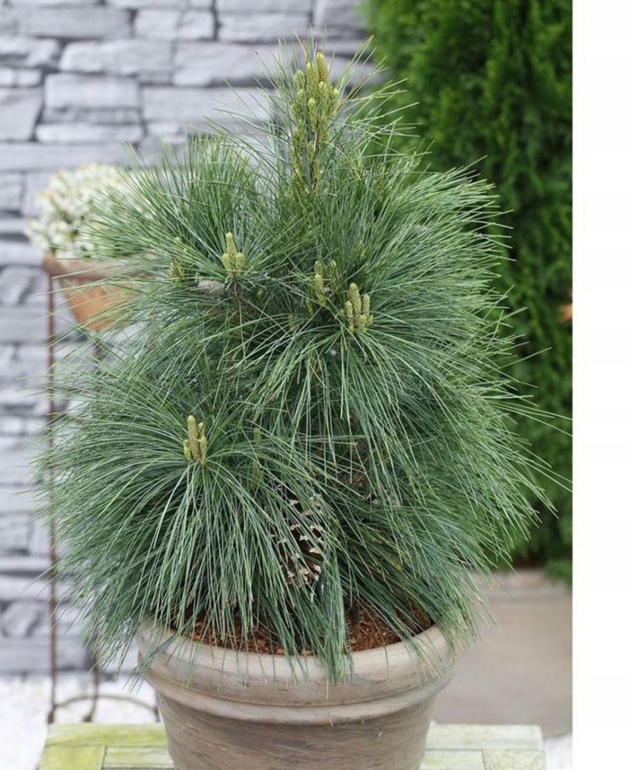 Сосна schwerinii Wiethorst