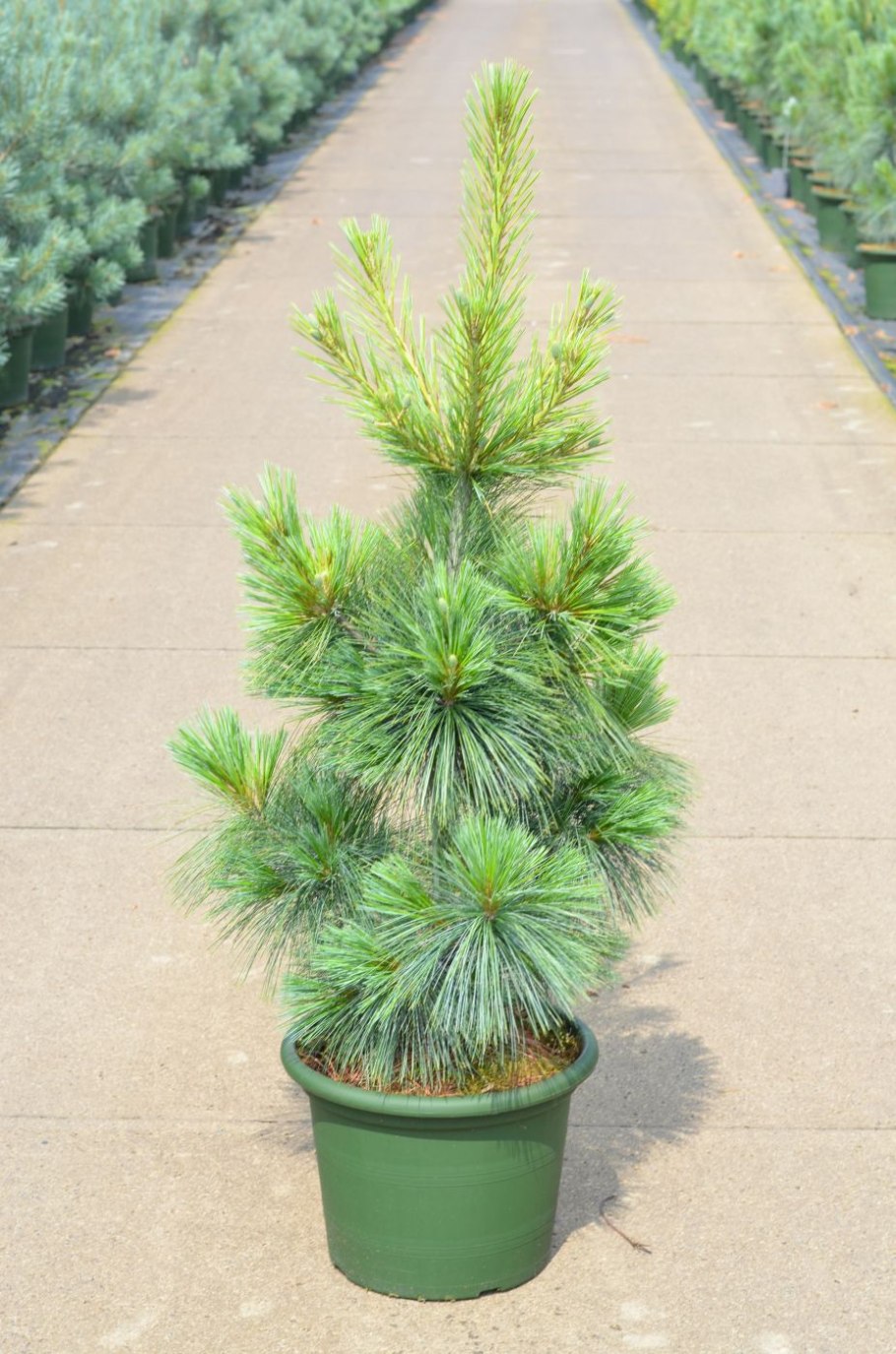 Лиственница Шверина