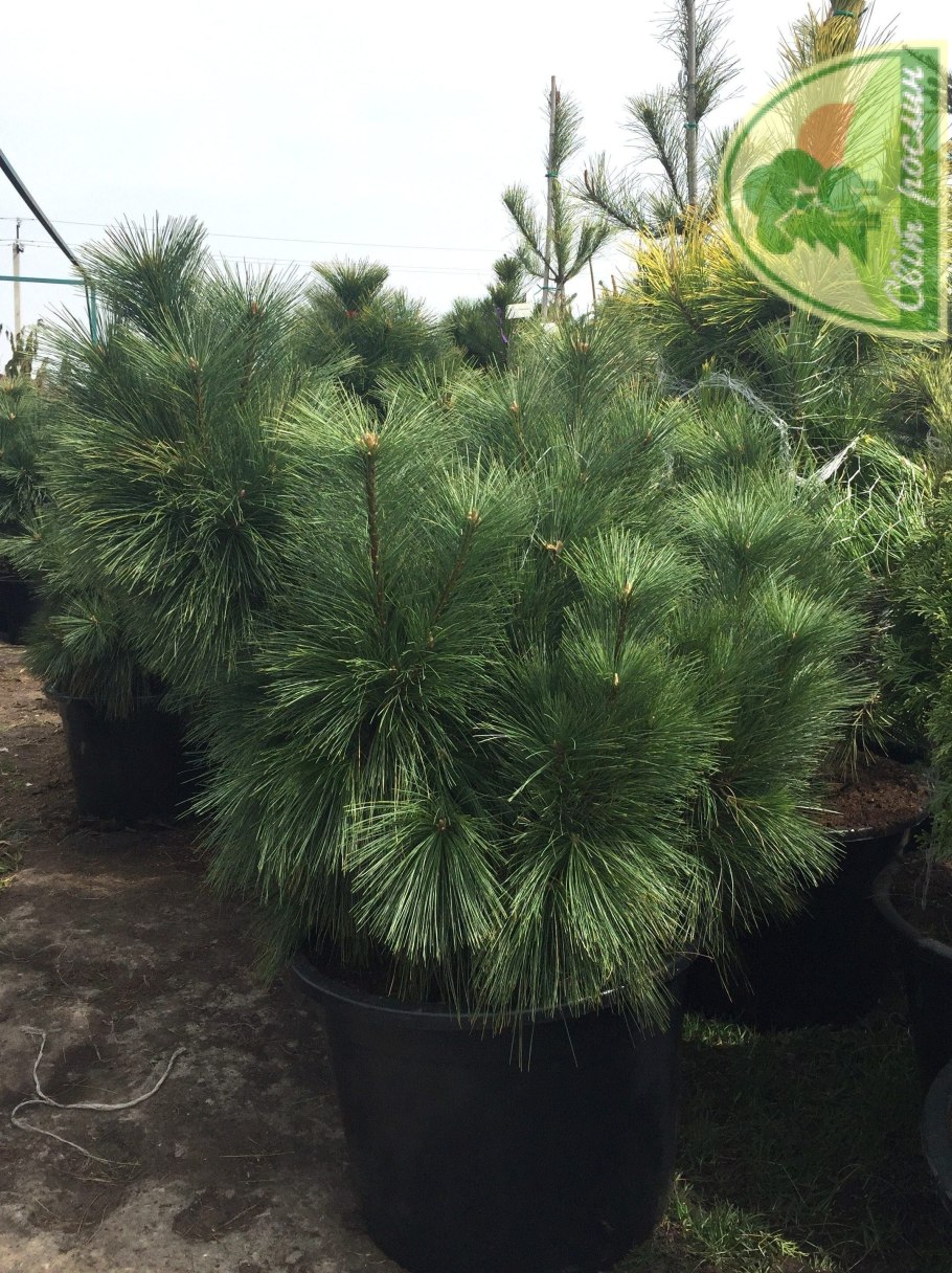 Пинус Шверина Витхорст