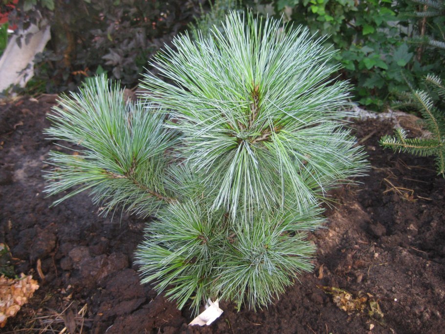 Сосна Витхорст высота