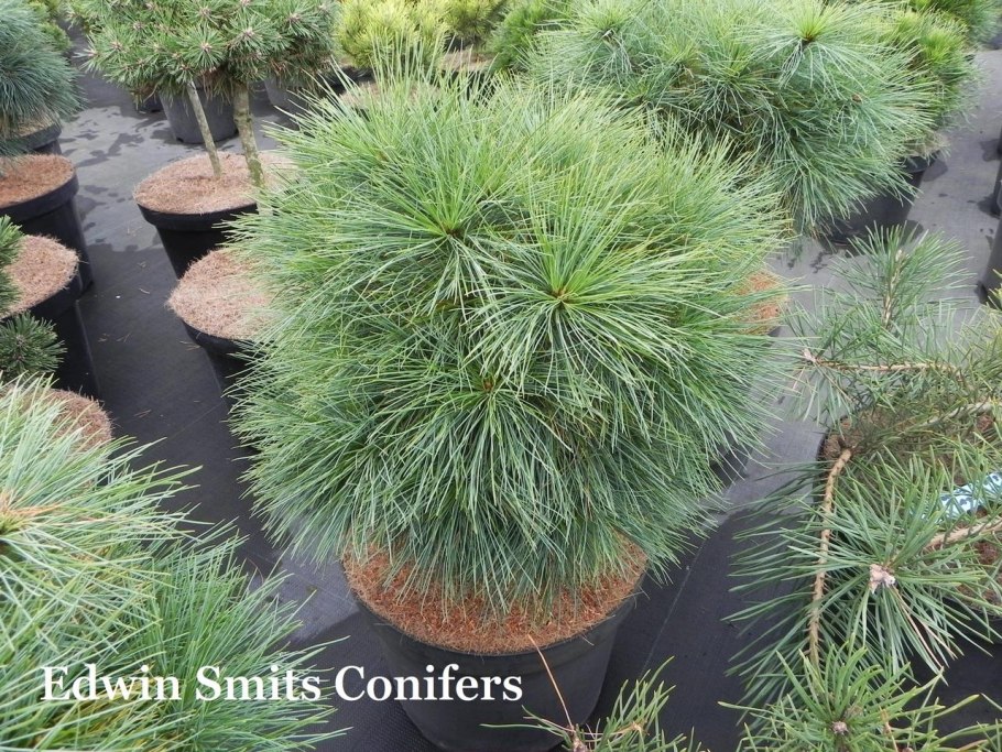 Сосна гималайская Шверина