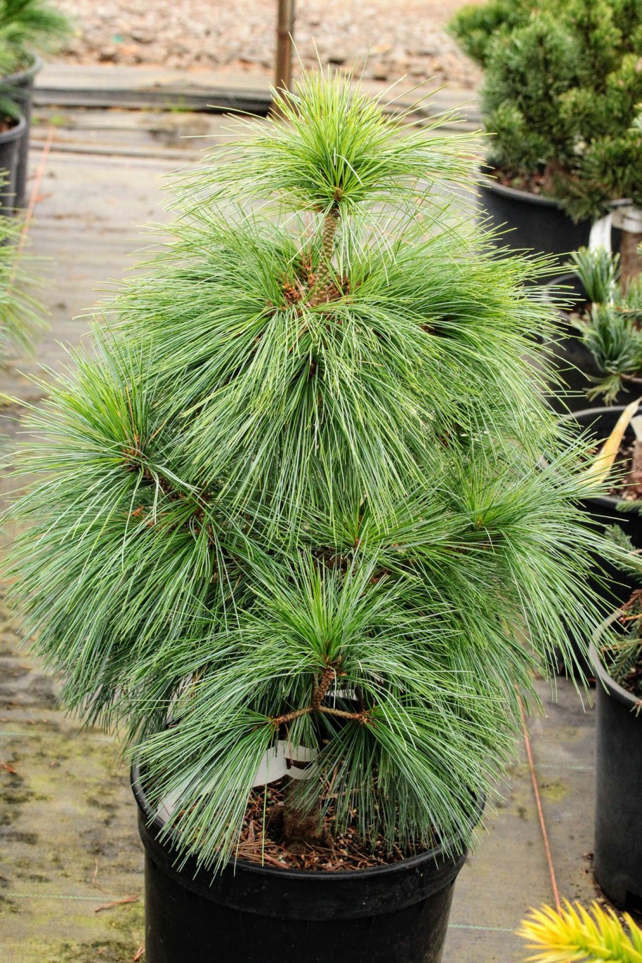 Pinus schwerinii Wiethorst