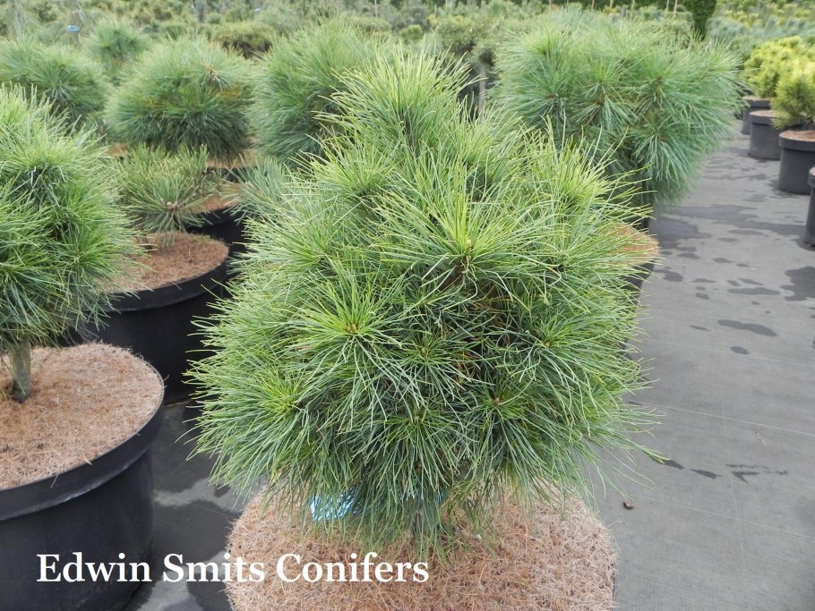 Сосна Веймутова Витхорст