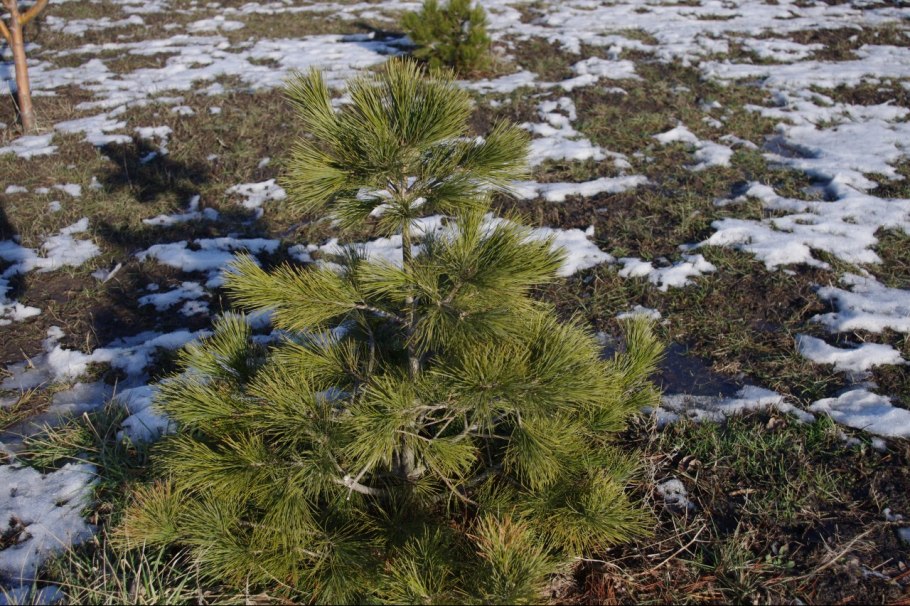 Сосна Шверина вайнерхвост