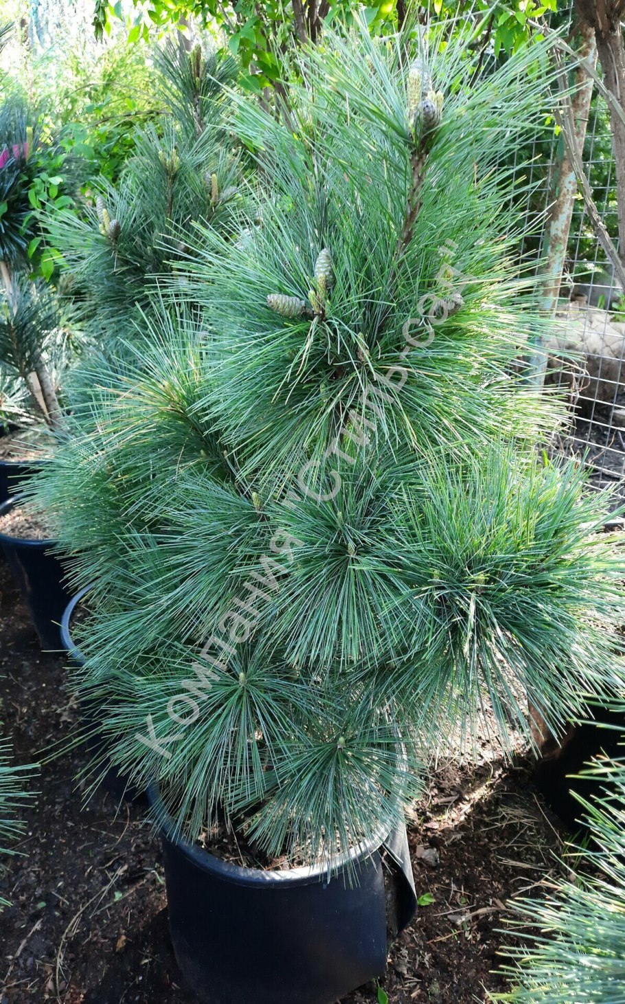 Сосна Pinus wallichiana