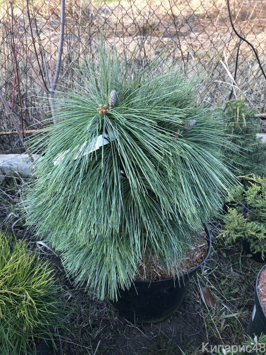 Сосна Шверина Витхорст в ландшафте