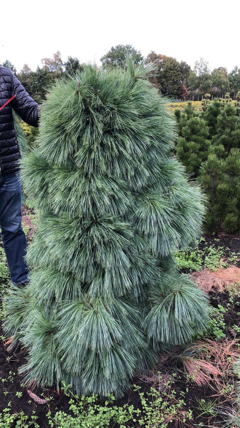 Сосна Веймутова Wiethorst