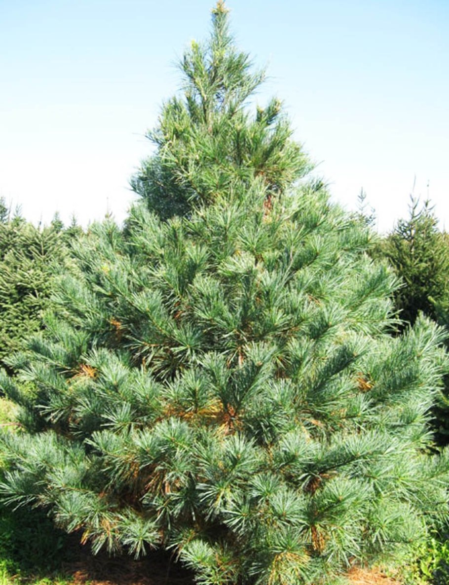 Pinus schwerinii