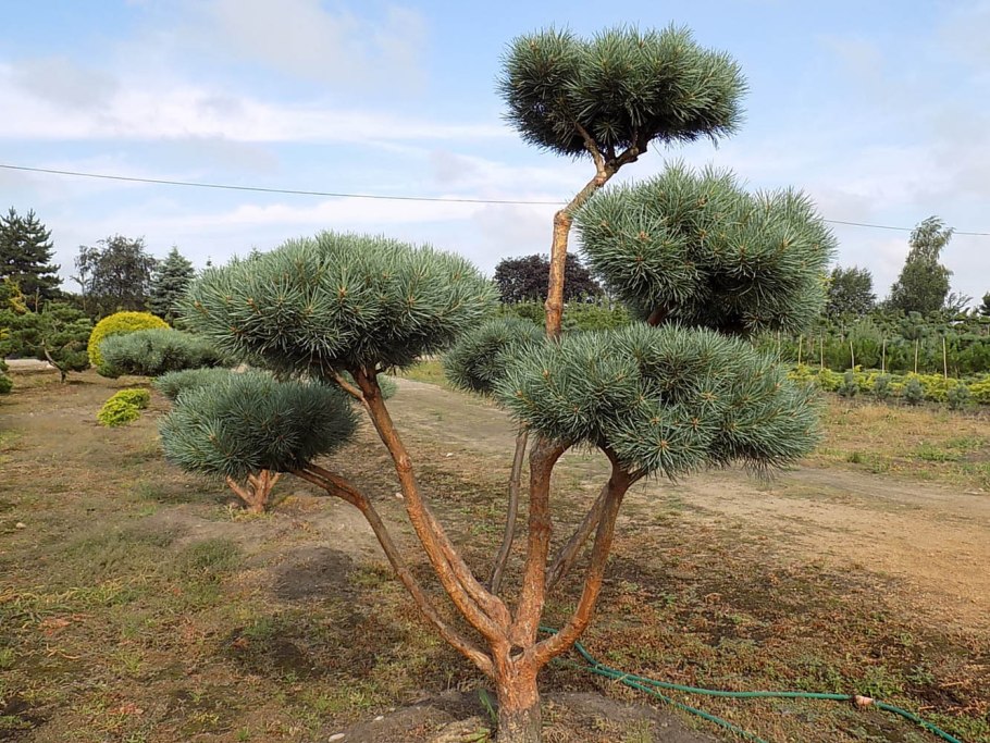 Сосна Веймутова зимой