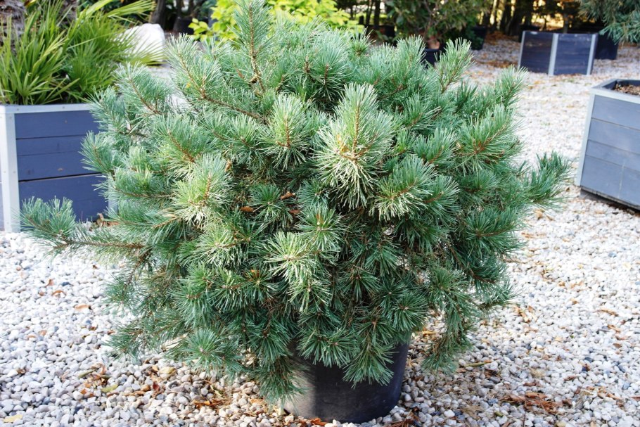 Сосна Горная Спилберг