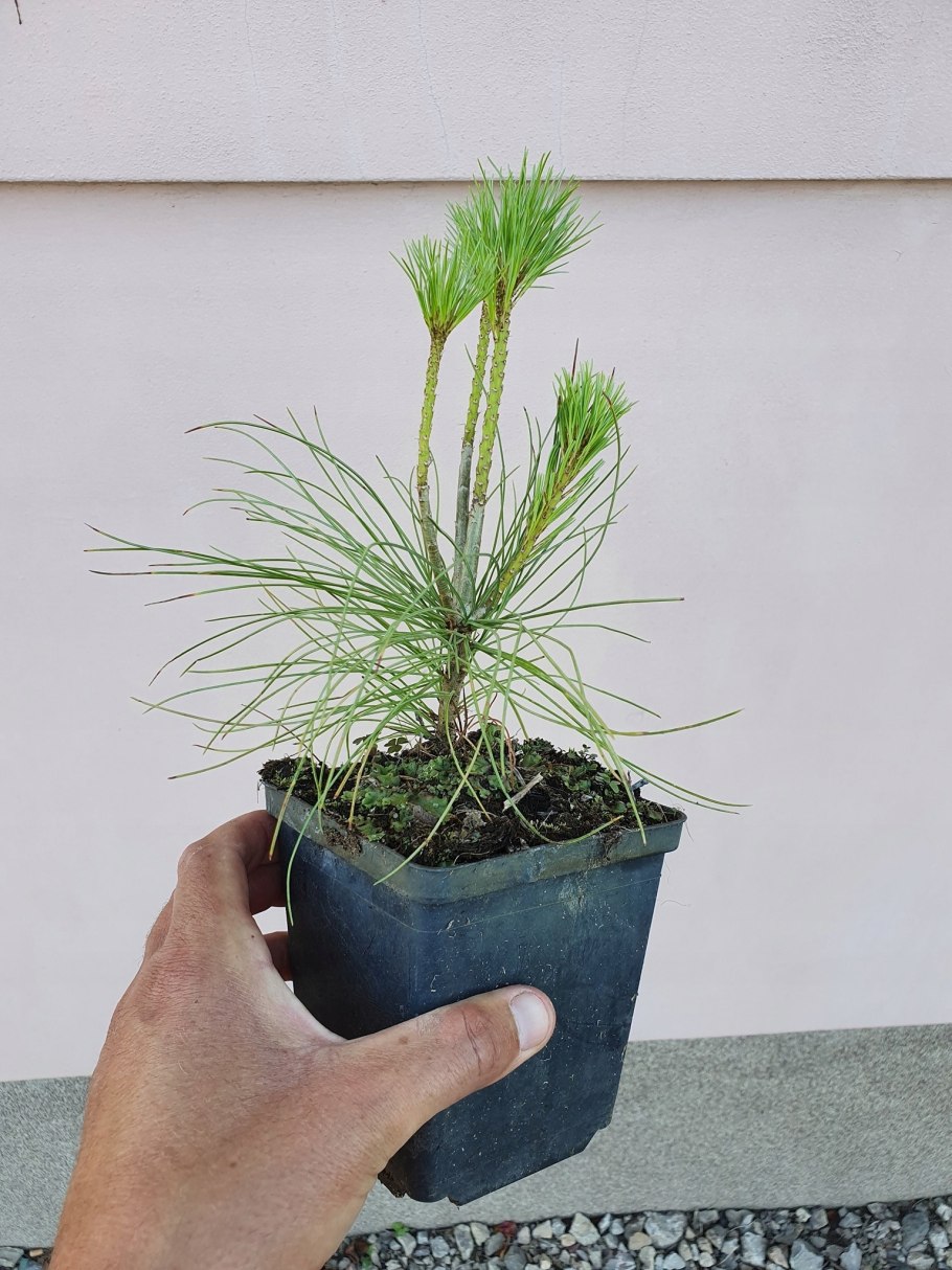 Pinus schwerinii (x) 'Filip's shiny Star'