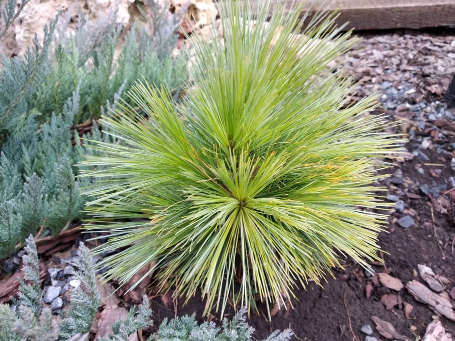 Pinus schwerinii Wiethorst