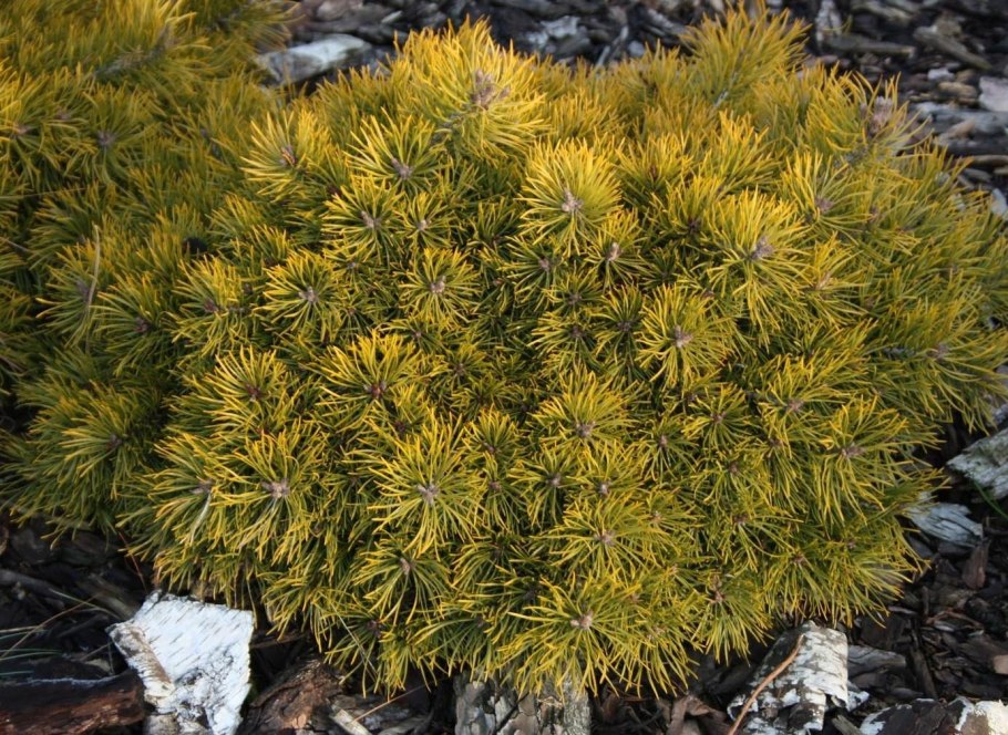 Сосна обыкновенная Ватерери бонсай