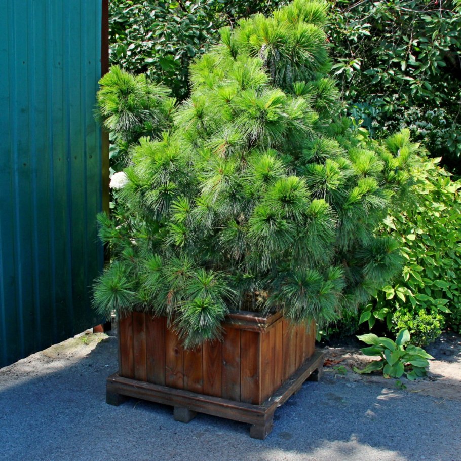 Сосна Шверина Витхорст Pinus schwerinii Wiethorst