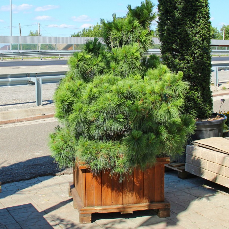 Pinus schwerinii Wiethorst