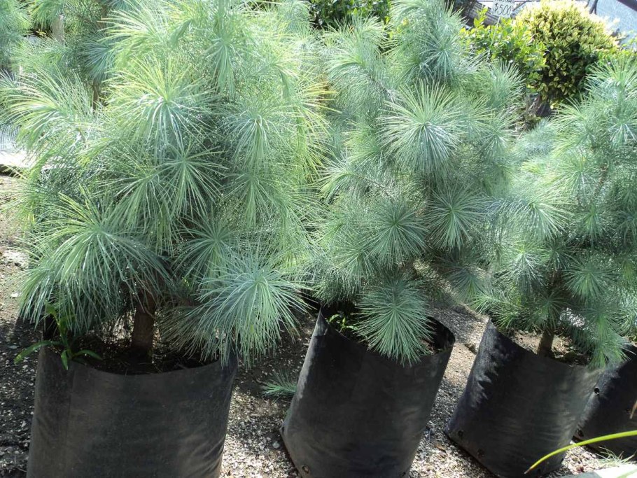 Пожелтение хвои сосна Горная