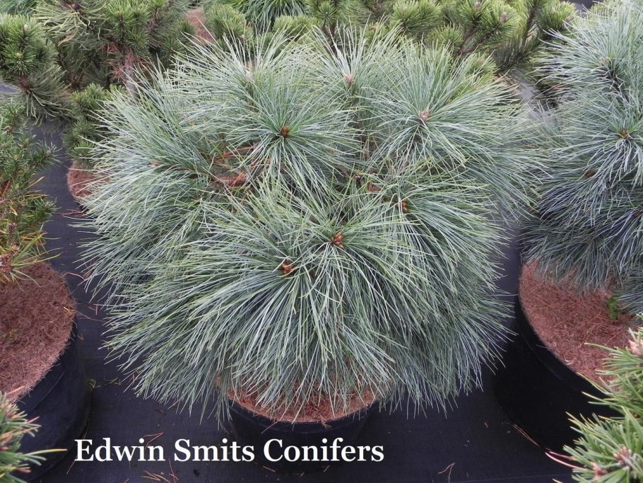 Сосна Тунберга Тандерхед