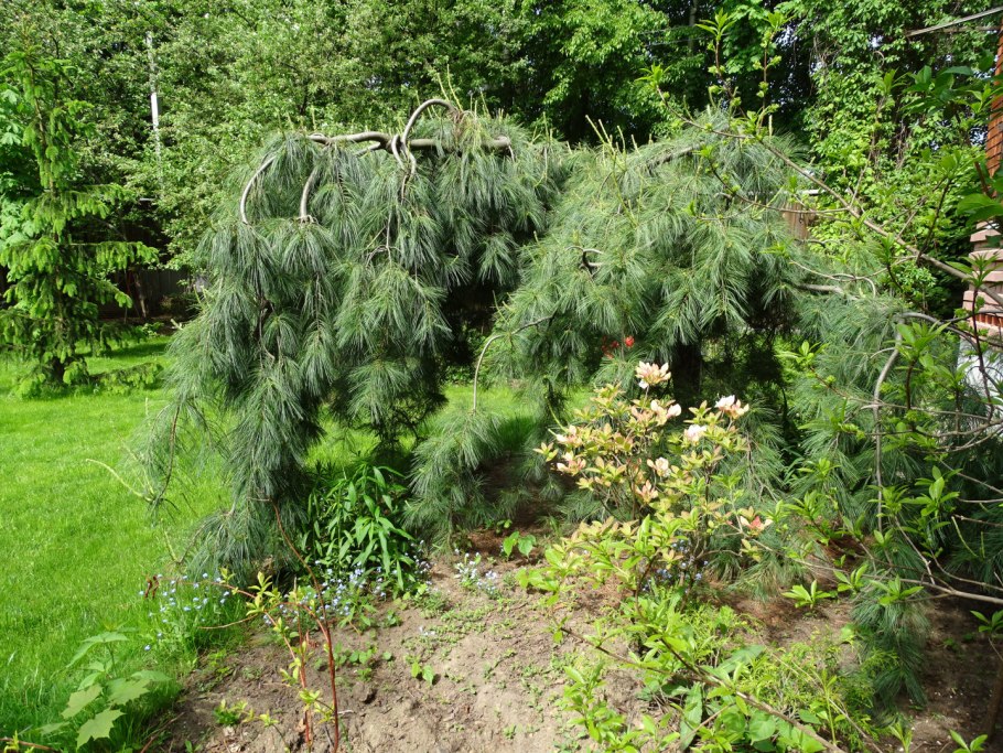 Pinus schwerinii (x) 'Filip's Lightning Star'
