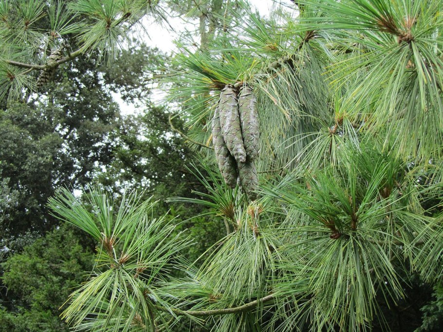 Сосна Pinus Sylvestris