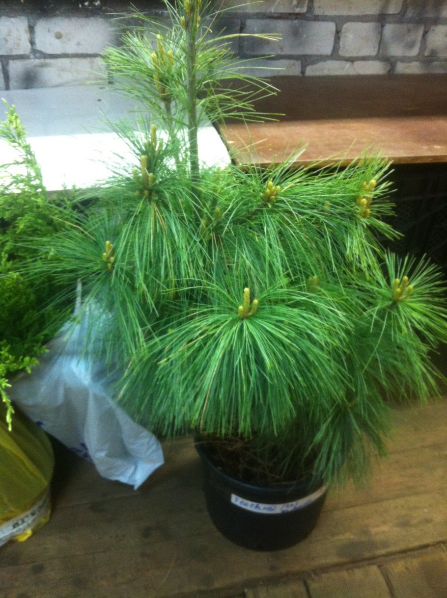 Сосна Шверина Wiethorst