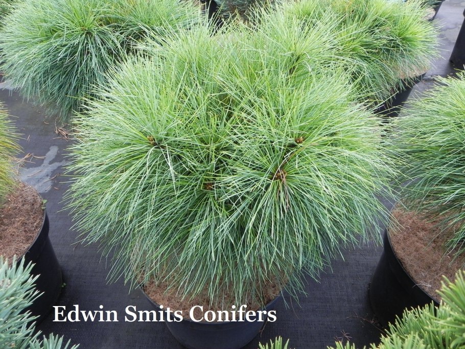 Pinus maximartinezii