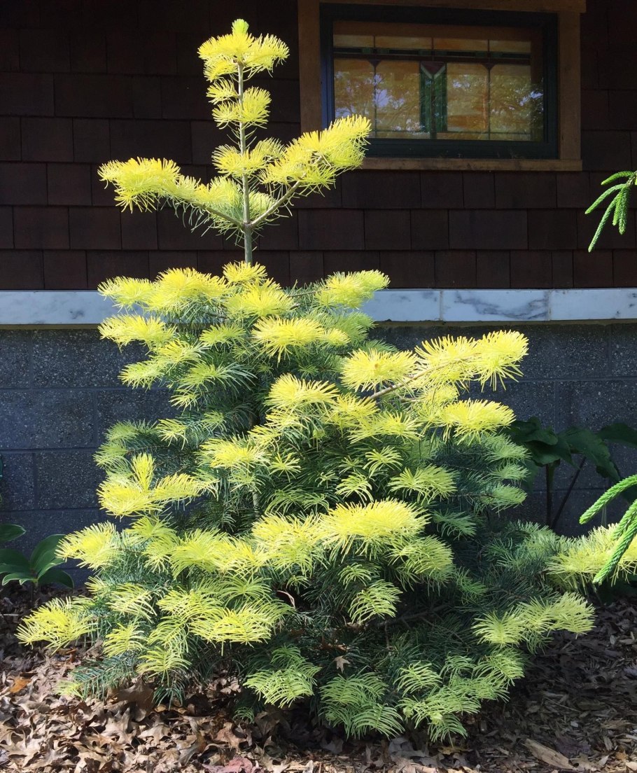 Кедр пихта гималайская сосна