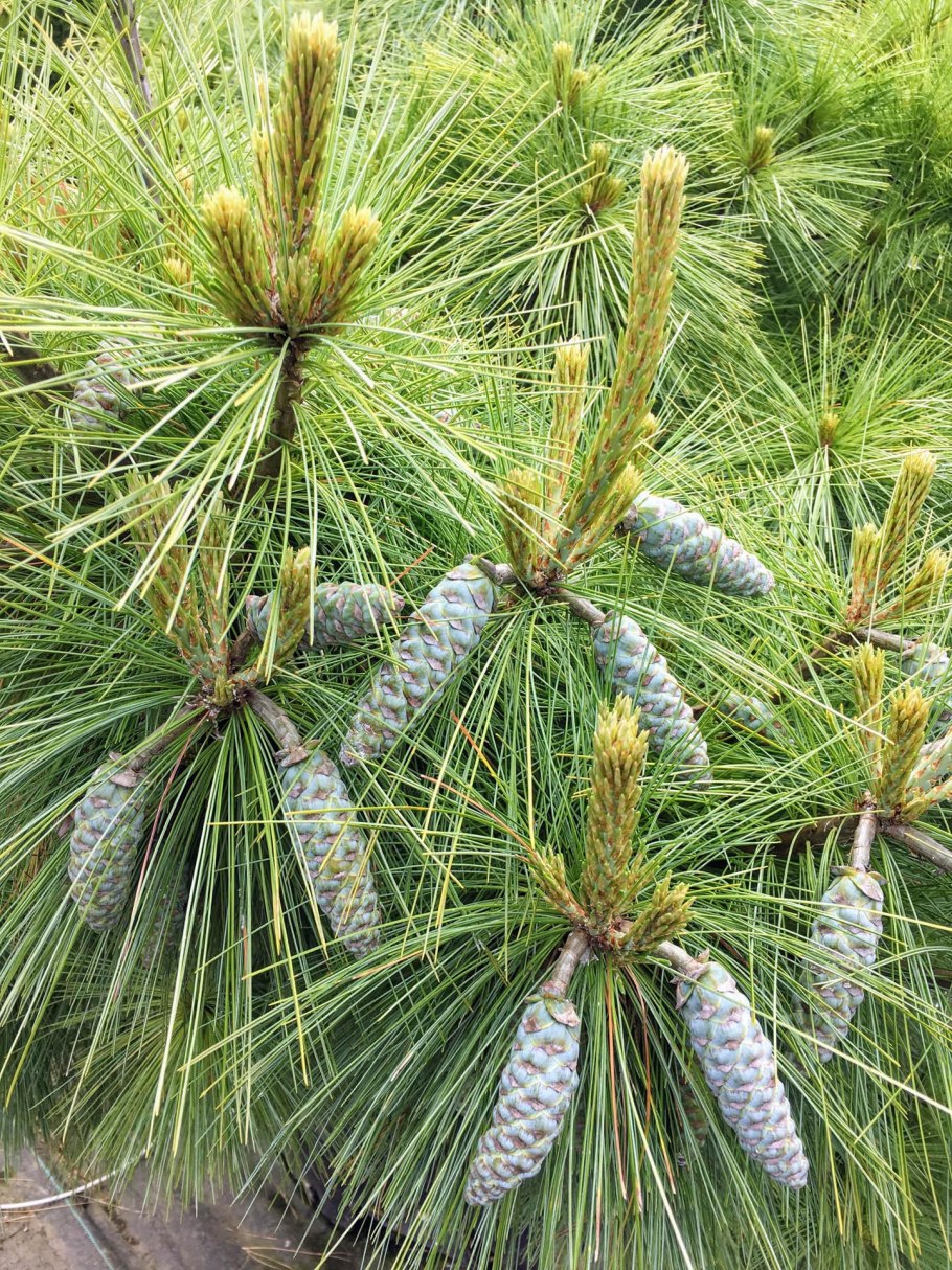 Сосна Веймутова Витхорст