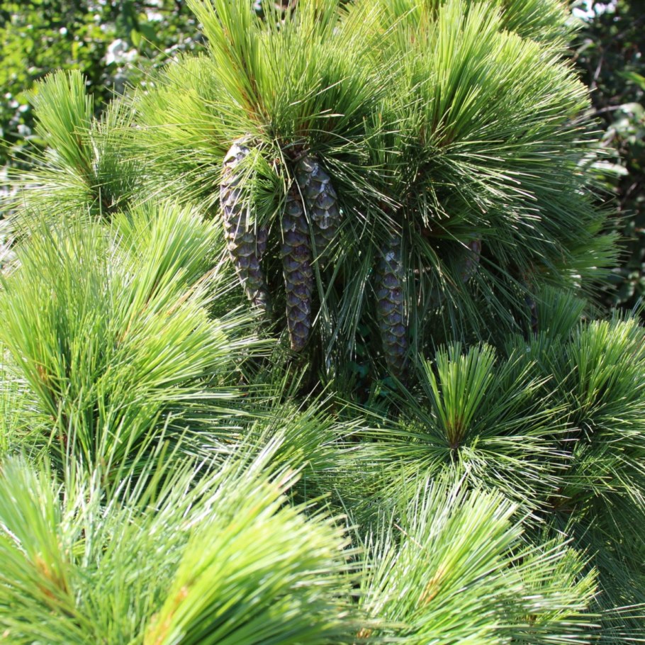 Сосна Шверина "Wiethorst" (Витхорст)