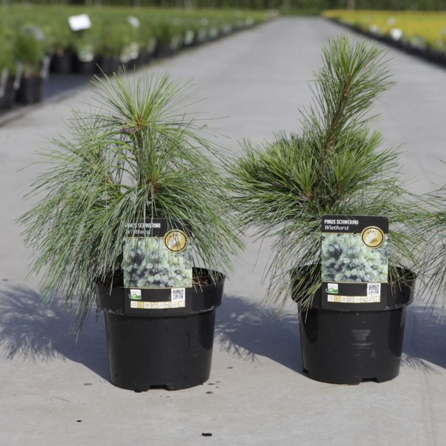 Сосна Шверина (сорт 'Wiethorst')