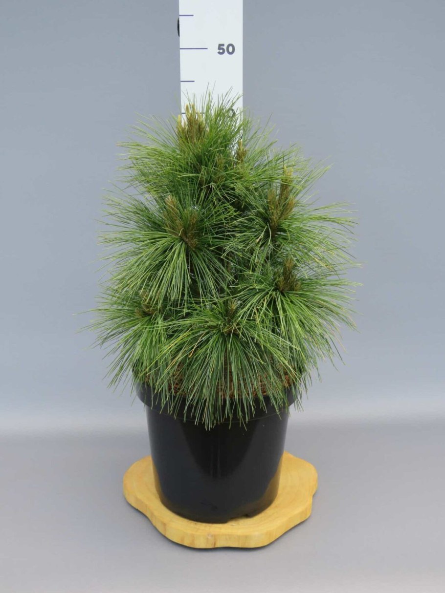 Сосна Веймутова Витхорст