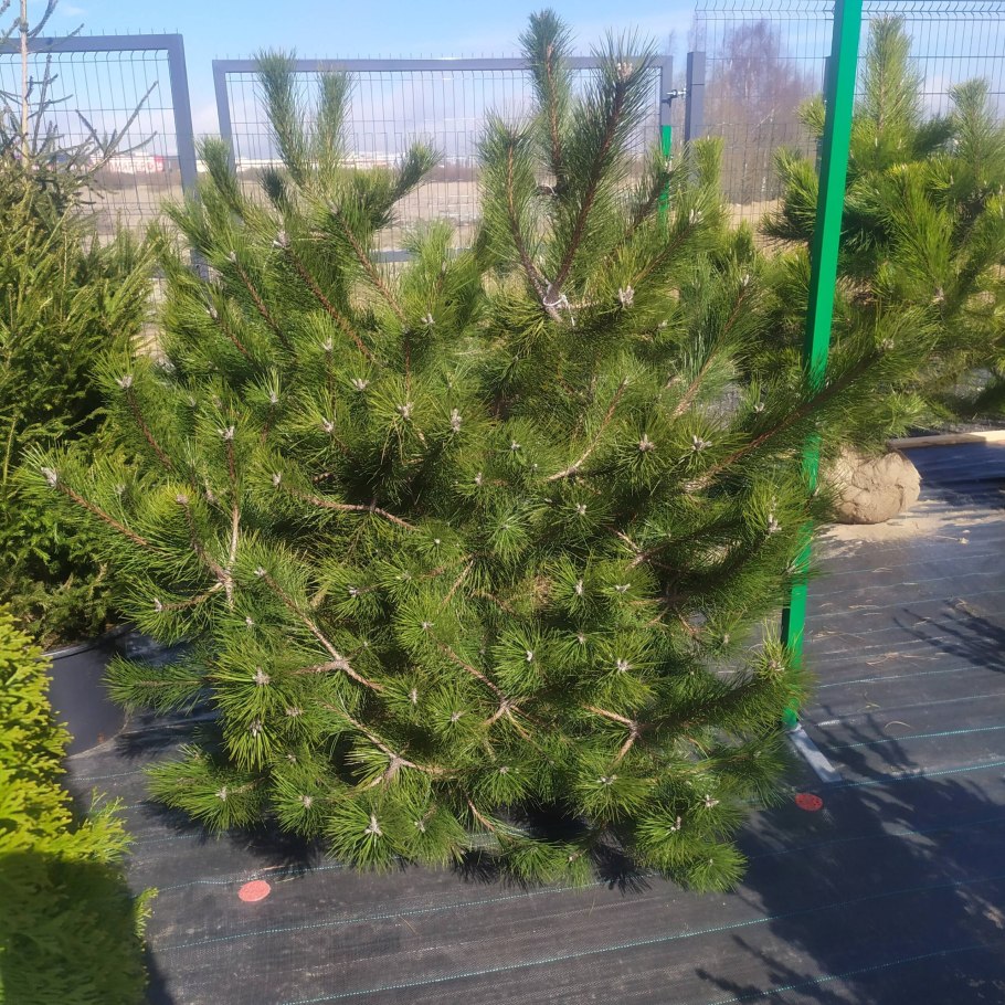 Ель Оморика Фрея