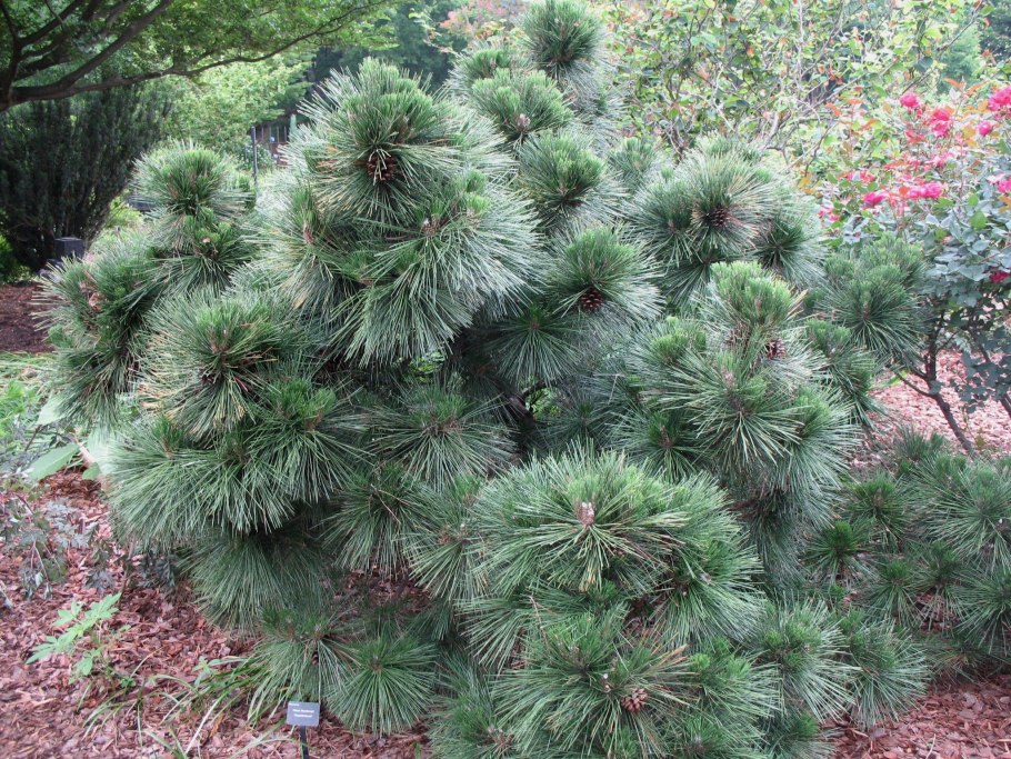 Pinus x schwerinii Wiethorst
