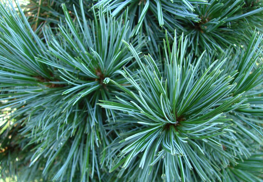 Сосна длинноигольчатая